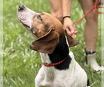 Small #3 Beagle