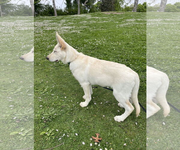 Medium Photo #27 German Shepherd Dog-Unknown Mix Puppy For Sale in Seattle, WA, USA