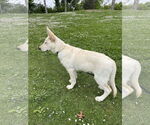 Small #26 German Shepherd Dog Mix