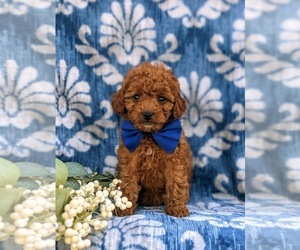 Poodle (Toy) Puppy for sale in NEW PROVIDENCE, PA, USA