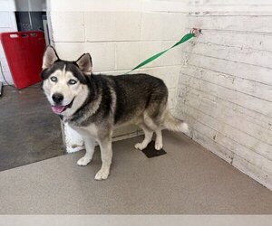Siberian Husky Dogs for adoption in San Bernardino, CA, USA