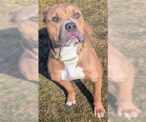 Staffordshire Bull Terrier Dogs for adoption in Akron, OH, USA