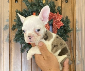 French Bulldog Puppy for sale in MORENO VALLEY, CA, USA