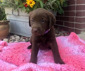 Labrador Retriever Puppy for sale in GROVER HILL, OH, USA