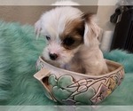 Puppy 3 Chinese Crested
