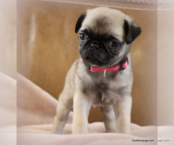 Medium Photo #23 Pug Puppy For Sale in WINNSBORO, TX, USA