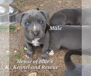 American Pit Bull Terrier Puppy for sale in DELAWARE, OH, USA