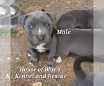 Image preview for Ad Listing. Nickname: Blue Nose Male