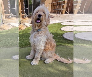 Goldendoodle Dogs for adoption in Glendale , AZ, USA