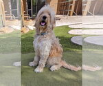 Barkley - Male Goldendoodle Dog for Adoption - Small photo