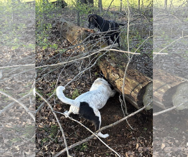 Medium Photo #10 Mutt Puppy For Sale in Rootstown, OH, USA