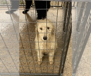Poodle (Standard) Puppy for sale in ATL, GA, USA