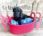 Small Photo #7 Goldendoodle Puppy For Sale in MCKINNEY, TX, USA