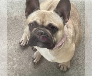 French Bulldog Puppy for sale in MINERAL WELLS, WV, USA