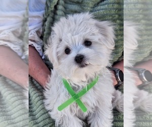 Maltese Puppy for sale in BEAR RIVER, WY, USA