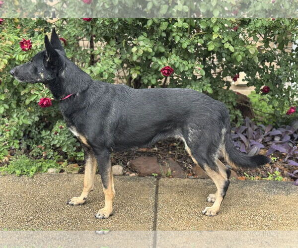Medium Photo #2 German Shepherd Dog-Unknown Mix Puppy For Sale in PIPE CREEK, TX, USA