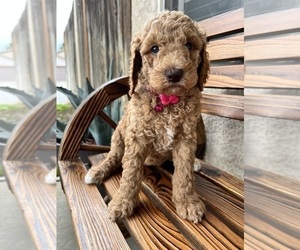 Medium Poodle (Standard)