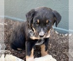 Small #2 Australian Cattle Dog-Black Mouth Cur Mix