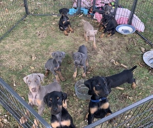 Doberman Pinscher Puppy for sale in EAST DUBUQUE, IL, USA