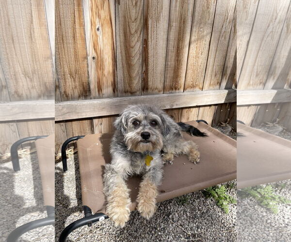 Medium Photo #6 Mutt Puppy For Sale in Sandy, UT, USA