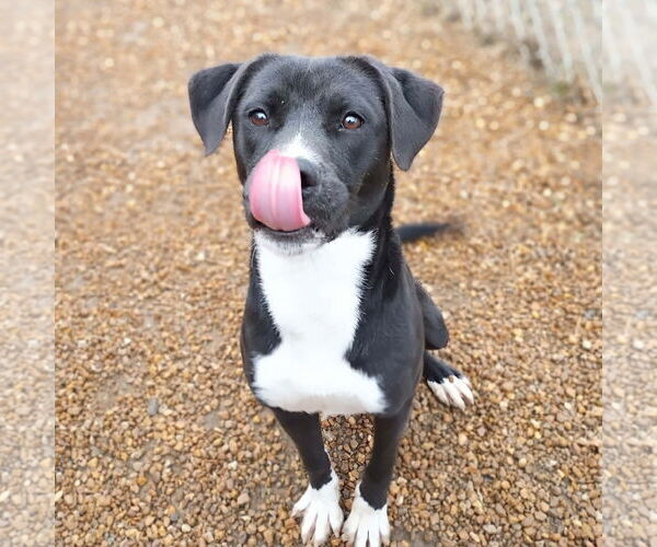 Medium Photo #3 Mutt Puppy For Sale in Anniston, AL, USA