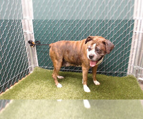 Medium Photo #1 Boxer Puppy For Sale in Downey, CA, USA