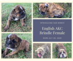 Small Photo #1 English Bulldog Puppy For Sale in NEOSHO, MO, USA