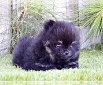 Small #14 Pomeranian