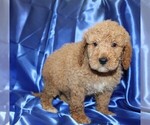 Small Photo #9 Goldendoodle (Miniature) Puppy For Sale in BLOOMINGTON, IN, USA