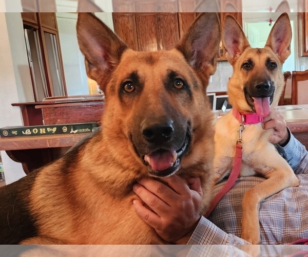 Medium Photo #1 German Shepherd Dog Puppy For Sale in INEZ, TX, USA