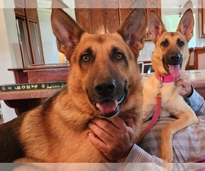 Mother of the German Shepherd Dog puppies born on 07/17/2026