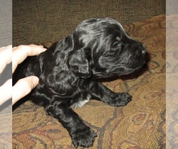 Medium Photo #5 Aussie-Poo-Aussiedoodle Mix Puppy For Sale in LINCOLN, AL, USA