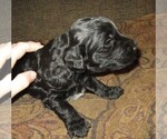 Small Photo #5 Aussie-Poo-Aussiedoodle Mix Puppy For Sale in LINCOLN, AL, USA