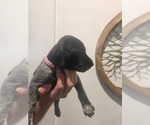 Small Photo #13 German Shorthaired Pointer Puppy For Sale in EDGEMOOR, SC, USA