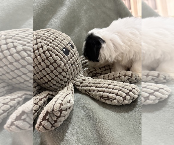 Medium Photo #9 Mal-Shi Puppy For Sale in DINWIDDIE, VA, USA