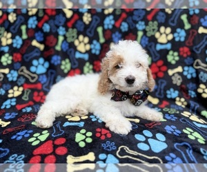 Cock-A-Poo Puppy for sale in LAKELAND, FL, USA