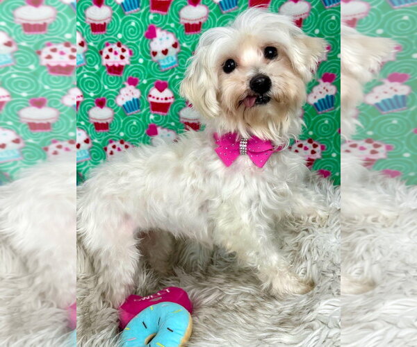 Medium Photo #6 Maltese Puppy For Sale in Bon Carbo, CO, USA