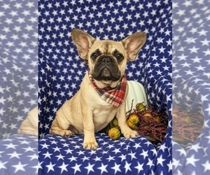 French Bulldog Puppy for sale in RISING SUN, MD, USA