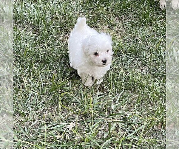 Medium Photo #12 Maltese Puppy For Sale in KANSAS CITY, MO, USA