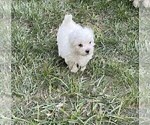Small Photo #12 Maltese Puppy For Sale in KANSAS CITY, MO, USA