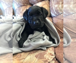 Labrador Retriever Puppy for Sale in GIBSONVILLE, North Carolina USA
