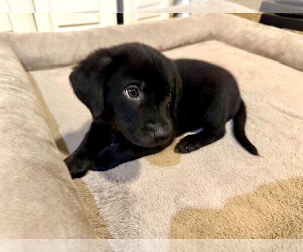 Medium Photo #2 Labrador Retriever-Unknown Mix Puppy For Sale in Boston, MA, USA