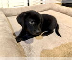 Small #1 Labrador Retriever Mix