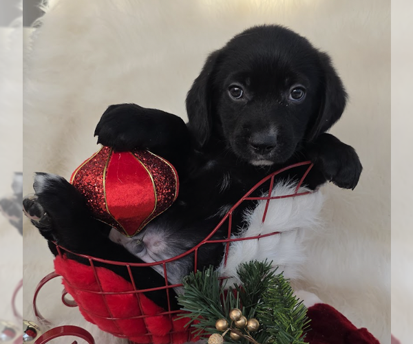 Medium Photo #4 Mutt Puppy For Sale in Brooklyn, NY, USA