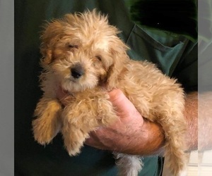 Poodle (Miniature) Puppy for sale in CLINTON, MO, USA