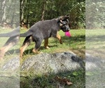 Small #3 German Shepherd Dog