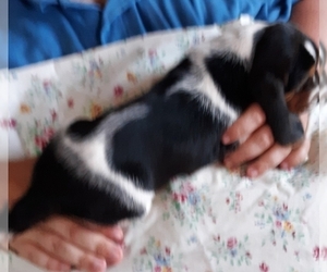Basset Hound Puppy for sale in CHICKASHA, OK, USA