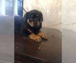 Small Photo #20 Rottweiler Puppy For Sale in ANTIOCH, CA, USA
