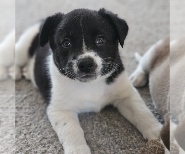 Medium Photo #2 Mutt Puppy For Sale in Fargo, ND, USA