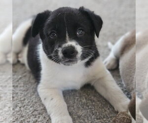 Meeny - Female Mutt Dog for Adoption - Photo #2